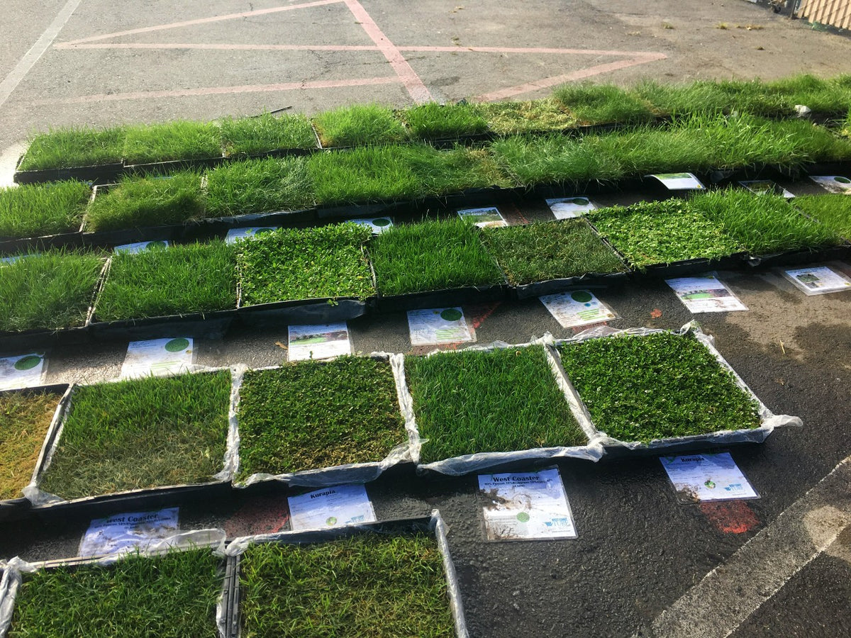 The Best Bermudagrass Sod Near Me Sod and Seed, Inc.