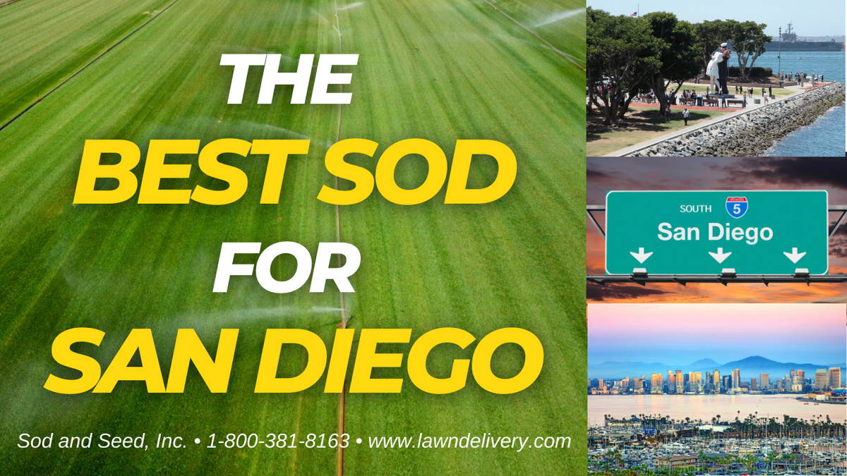 The Best Grass for San Diego Sod and Seed, Inc.