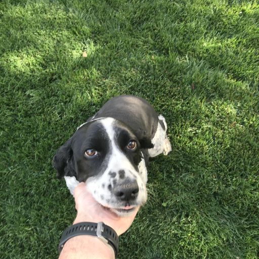 Dog Friendly Grass Seed Sod and Seed, Inc.