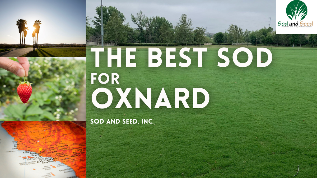 Best Sod For Oxnard Sod and Seed, Inc.