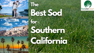 The Best Sod for Southern California is Back!