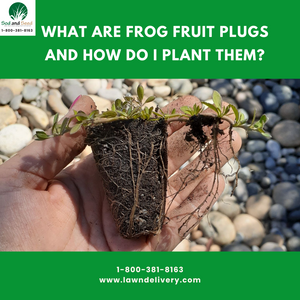A Guide to Frog Fruit Plugs and How to Plant Them