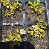 Lippia Ground Cover