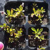 Lippia Ground Cover