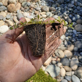 Lippia Ground Cover