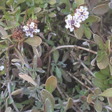 Lippia Ground Cover
