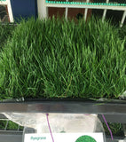 Ryegrass sod delivery and installation near me in Oakland CA