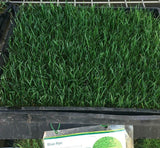 winter rye seed with kbg