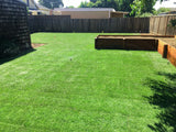 bluerye sod and seed backyard