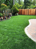 ryegrass lawn with kbg seed