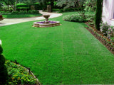 Tall fescue and blue grass