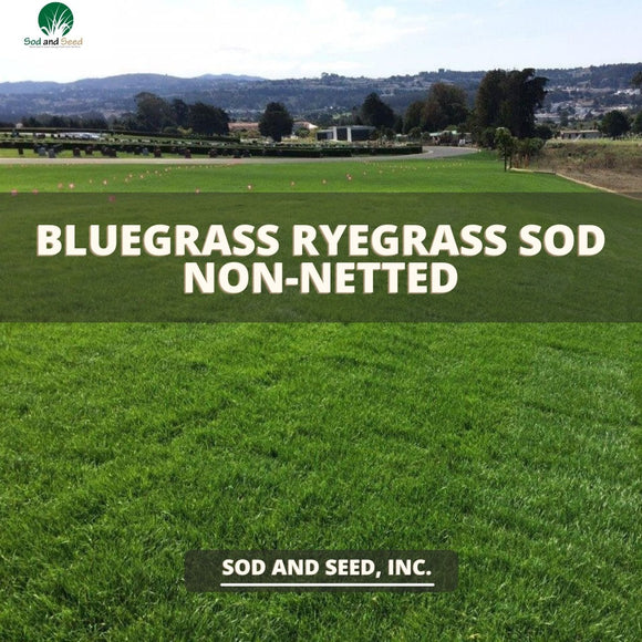 Best grass bluegrass rye grass non netted sod