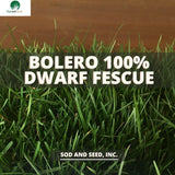 100% Dwarf Fescue