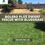 Dwarf Fescue with Bluegrass