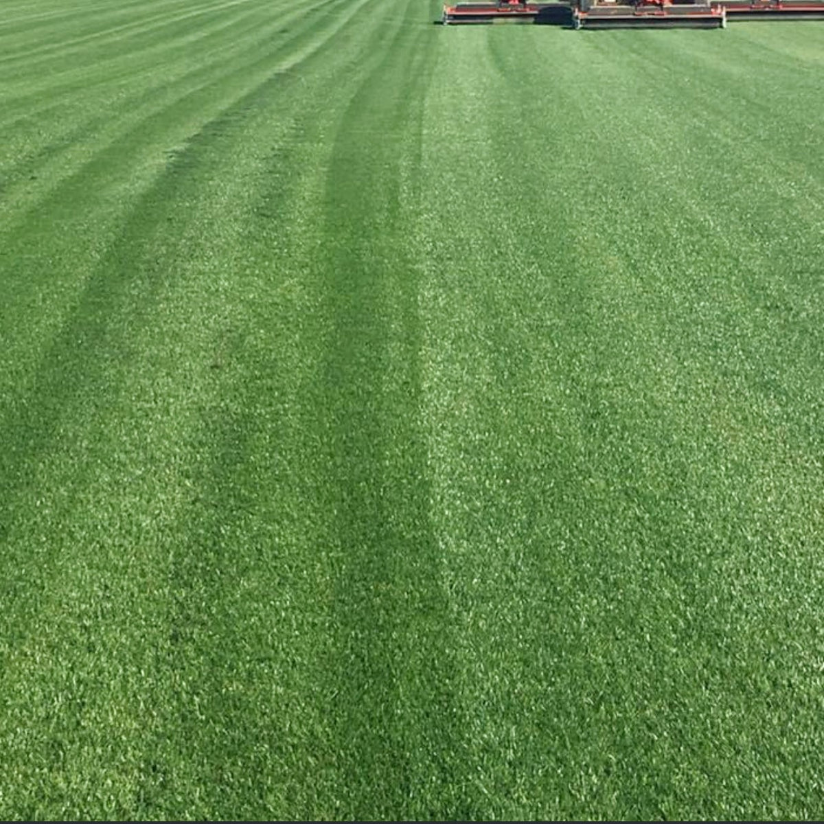 Where to Buy Bermuda Grass Sod near Me: Top Local Picks Revealed