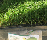 Bolero 100 percent dwarf fescue