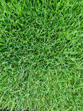 Bolero Plus fescue