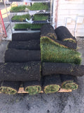 Bolero plus sod and seed