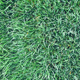 bolero plus grass