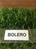 Image of Bolero dwarf fescue