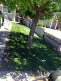 bolero dwarf fescue sod