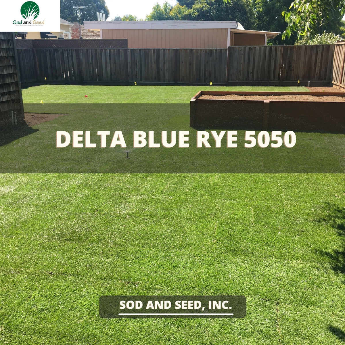 Delta Blue Rye 50 50 Grass Bluegrass Ryegrass Sod