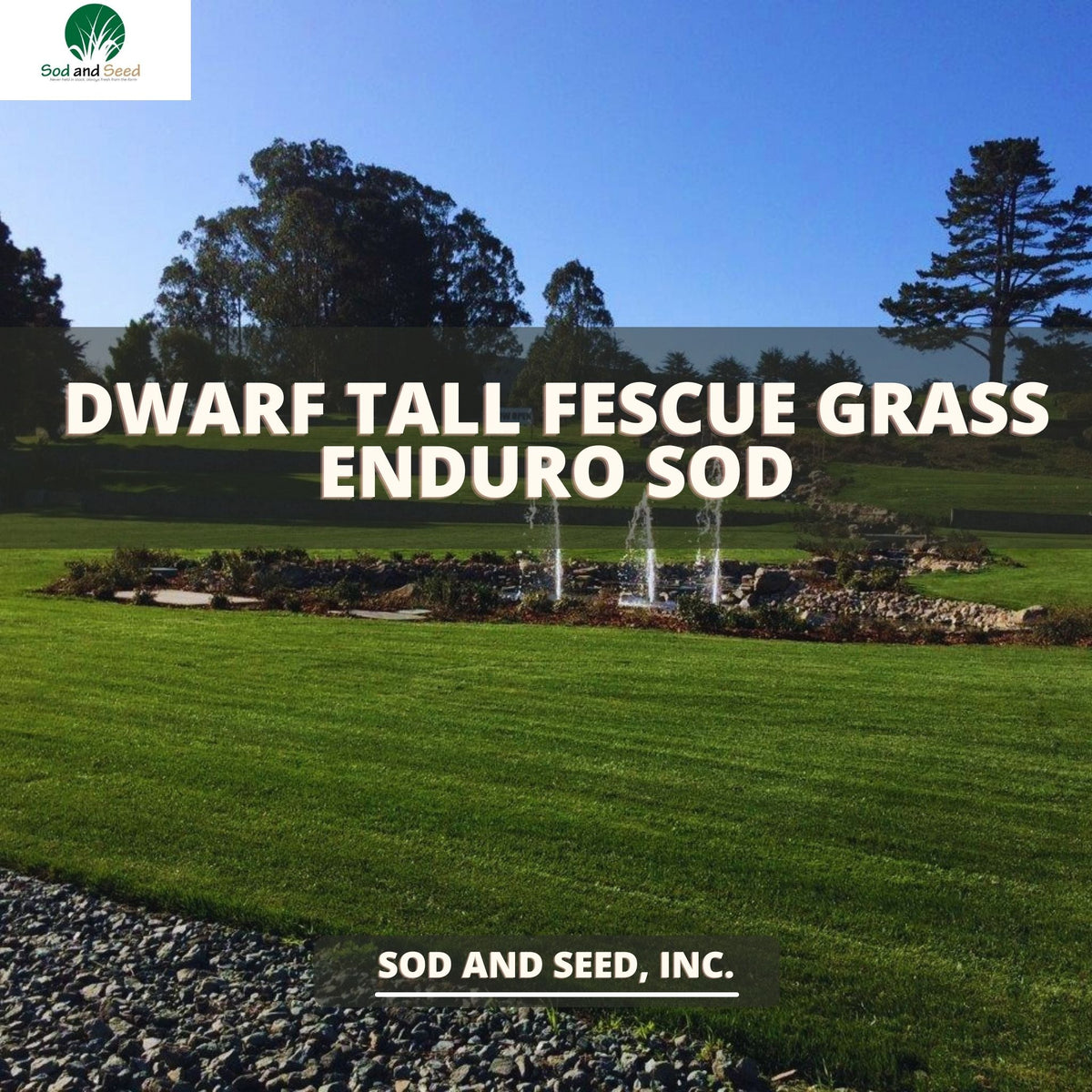 low work and water dwarf fescue grass seed Enduro Dwarf tall fescue grass – Sod and Seed, Inc