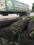 dwarf fescue bolero sod