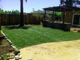 Elite plus sod fescue