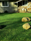 Elite Plus sod