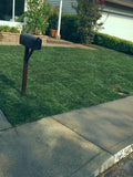 hybrid tall fescue with bluegrass delivery and installation near me