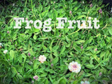 Frog Fruit Phyla Nodiflora