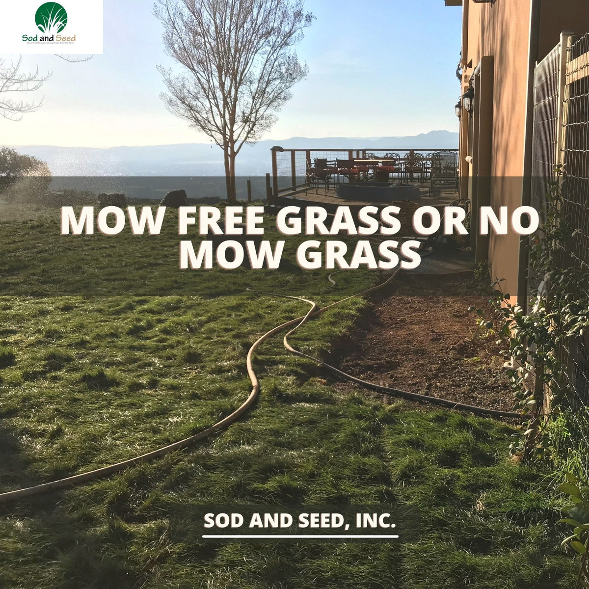 Mow Free No Mow Grass Free delivery, ratings and – Sod