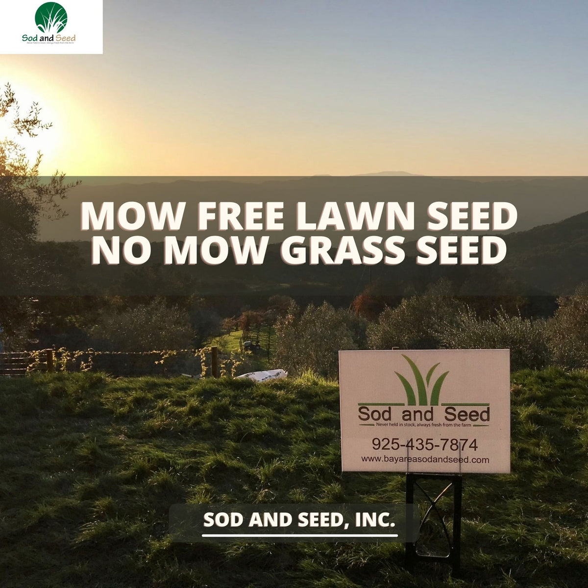 low mow grass seed No Mow Grass Seed – Sod and Seed, Inc