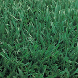 fescue and bluegrass sod mix