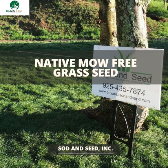Native Mow Free Grass Seed