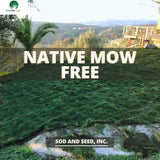 no mow grass