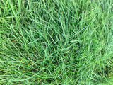 native mow free grass