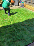 native no mow sod
