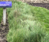 native mow free 12-18 inches tall