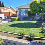 shade blend tall fescue and fine fescue sod