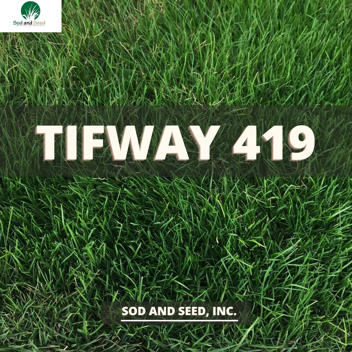 Paranoia seed type-w パラノイア　シードW Tifway 419 Bermuda Grass – Sod and Seed, Inc.