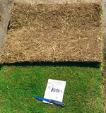 Tifway 419 Bermuda Grass