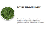 bayside bluerye sod
