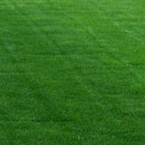 Ball Park Bermuda Grass Delivery