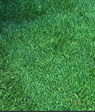bayside sod bluegrass with ryegrass