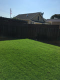 bluegrass ryegrass seed