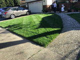 bluerye grass seed
