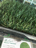 Bolero fescue sod