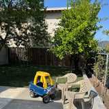 bolero plus dwarf fescue sod